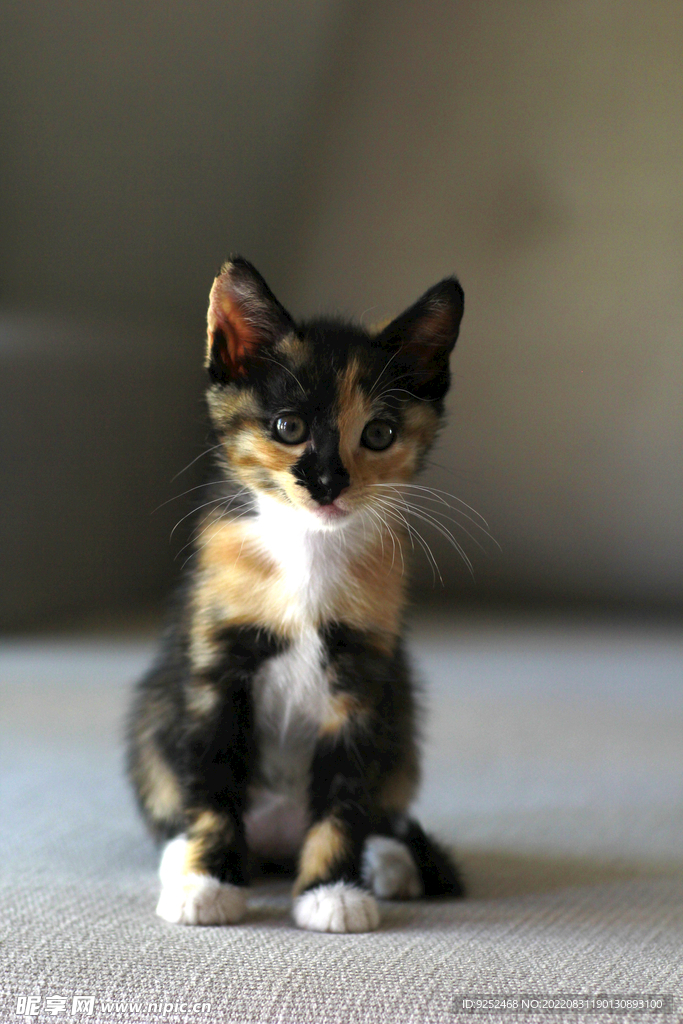  小花猫