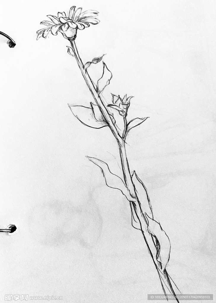 静物花卉素描