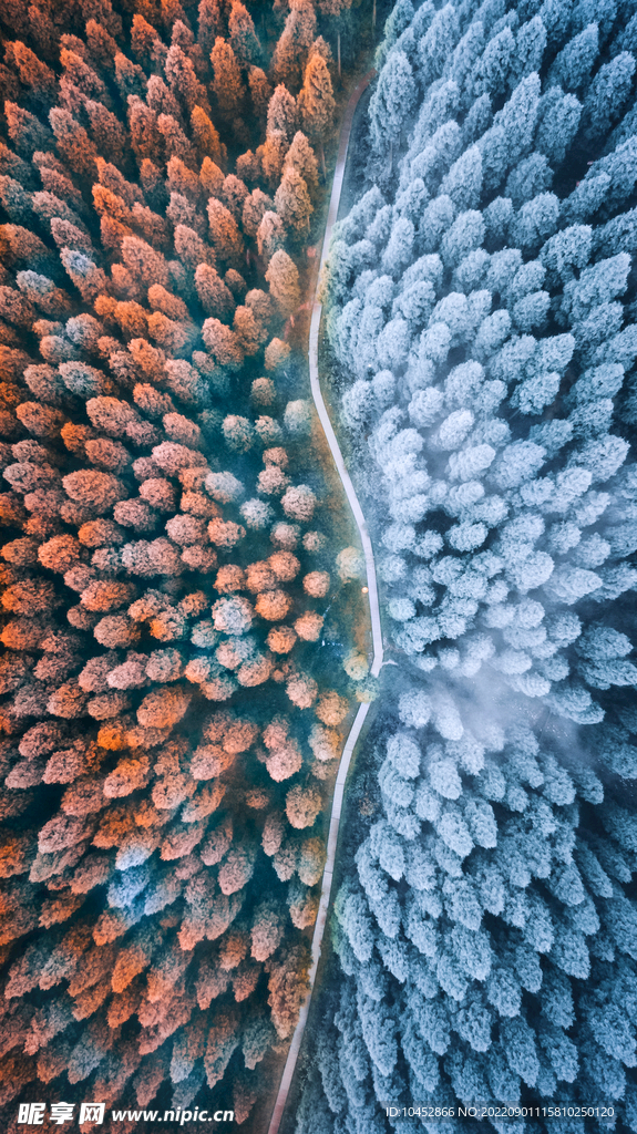 秋天树林