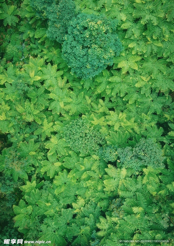 树叶特写