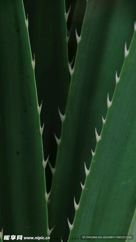 植物特写