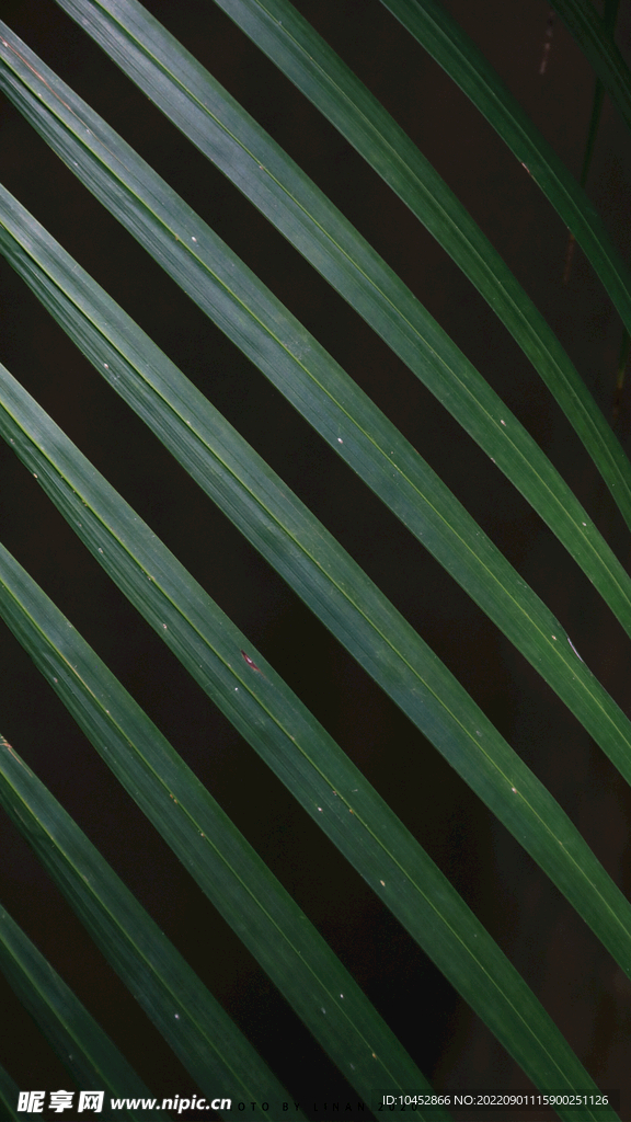 植物