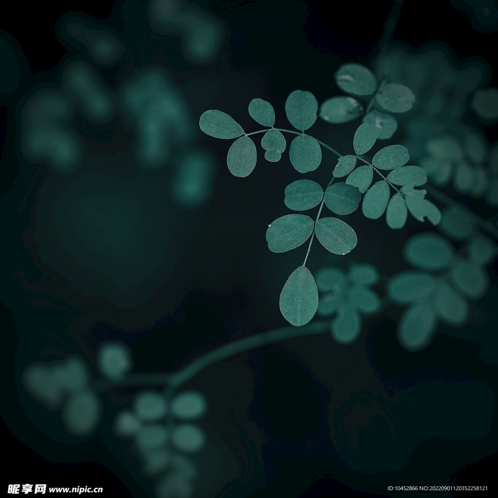 植物