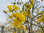 风铃花