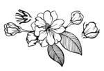 海棠花黑白素描线稿插画手绘矢量