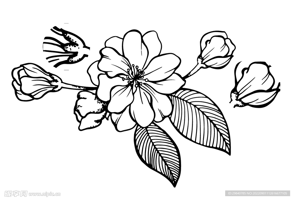 海棠花黑白素描线稿插画手绘矢量