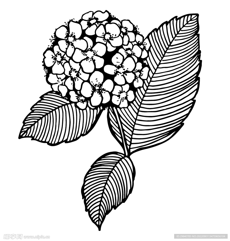 绣球花手绘黑白素描线稿矢量图