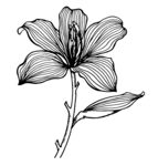 洋紫荆花手绘线稿素描黑白矢量图