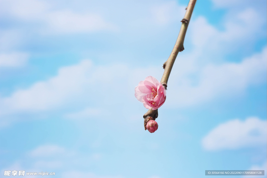 桃花花蕾