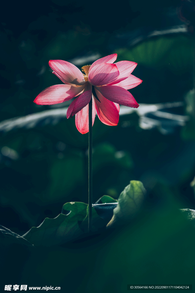 荷花