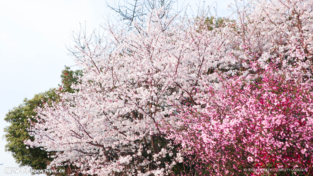 粉色桃花