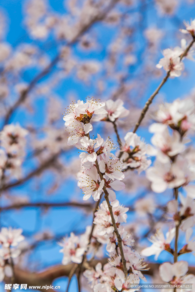 白色桃花