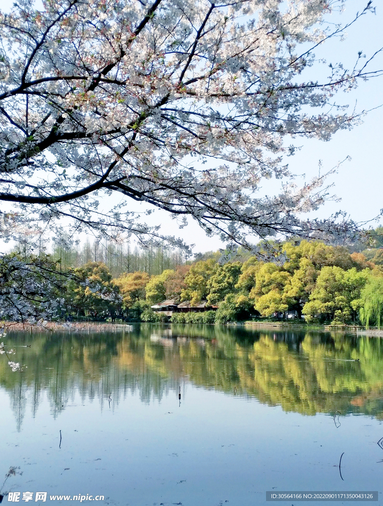 公园白色桃花