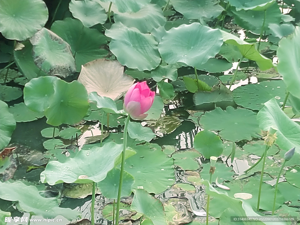 荷花图片