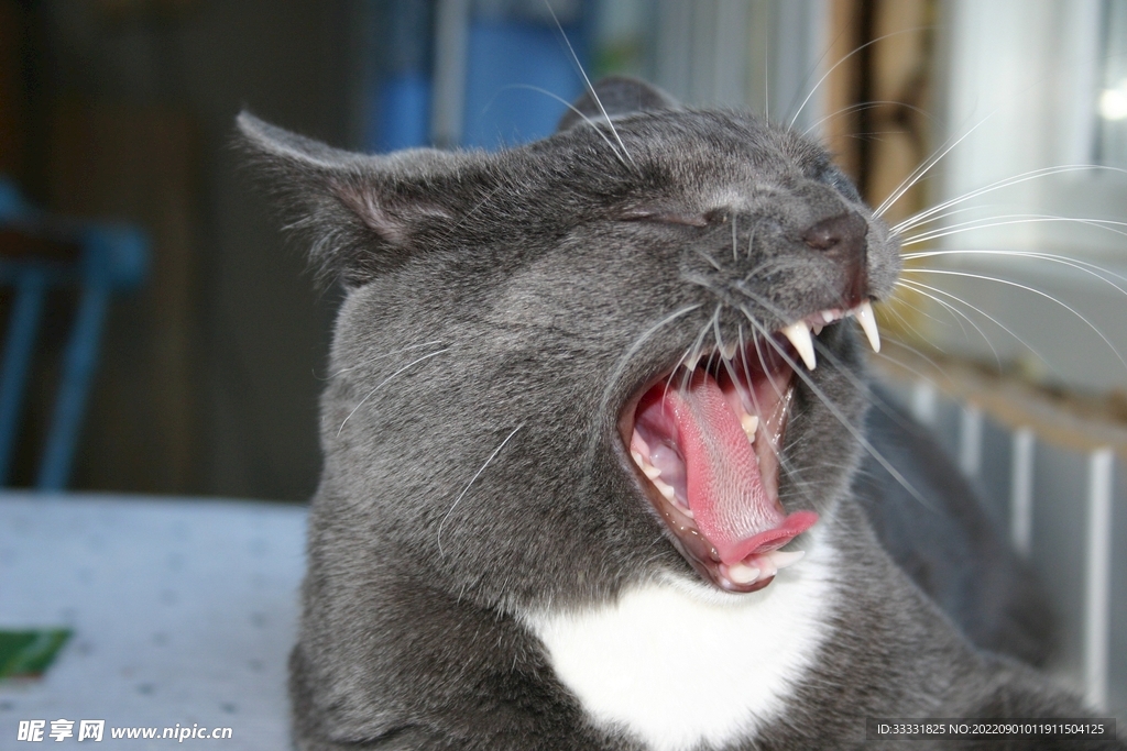 猫
