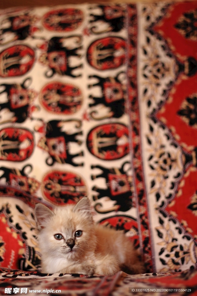 猫