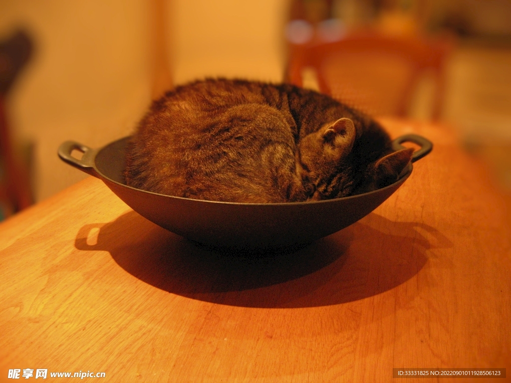 猫