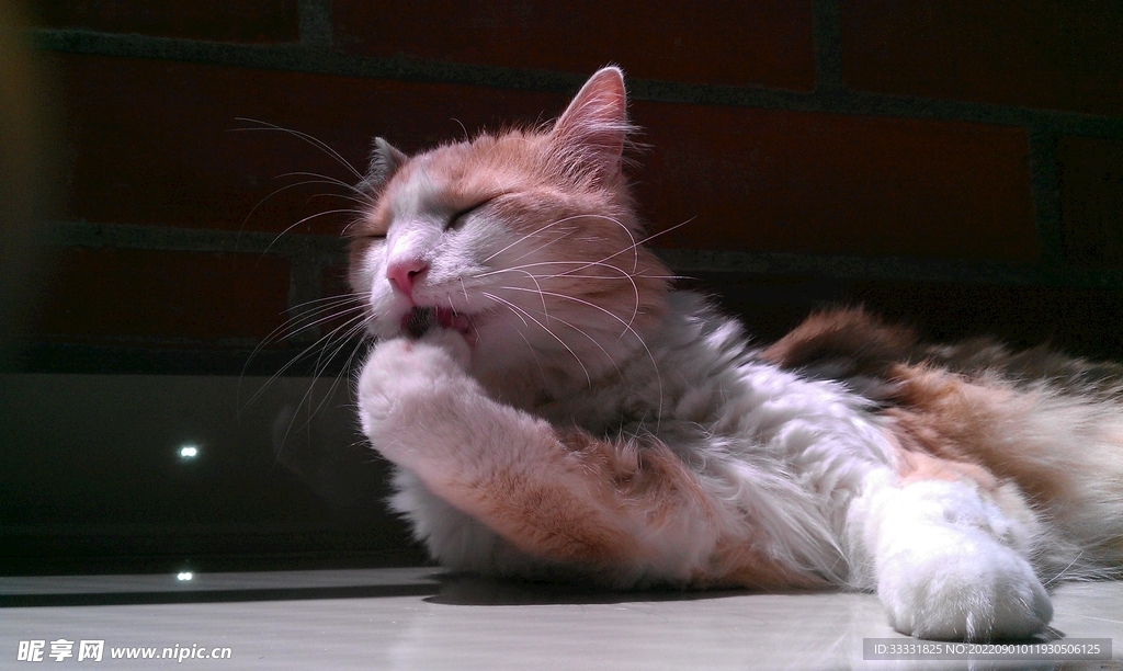 猫