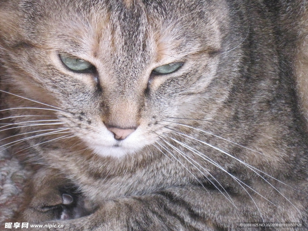 猫