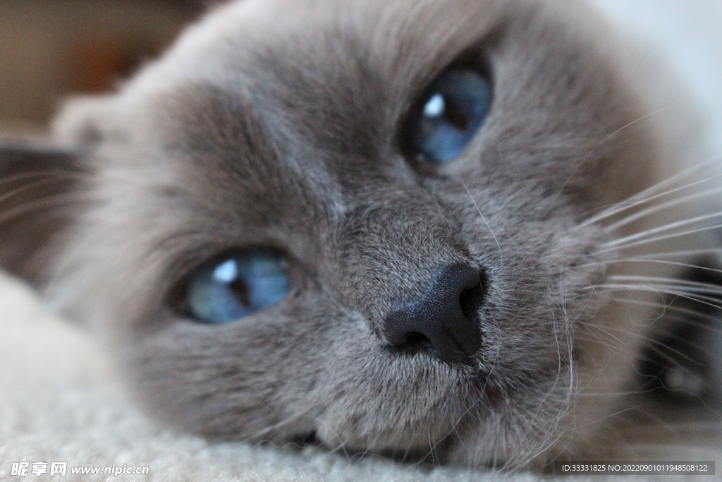 猫