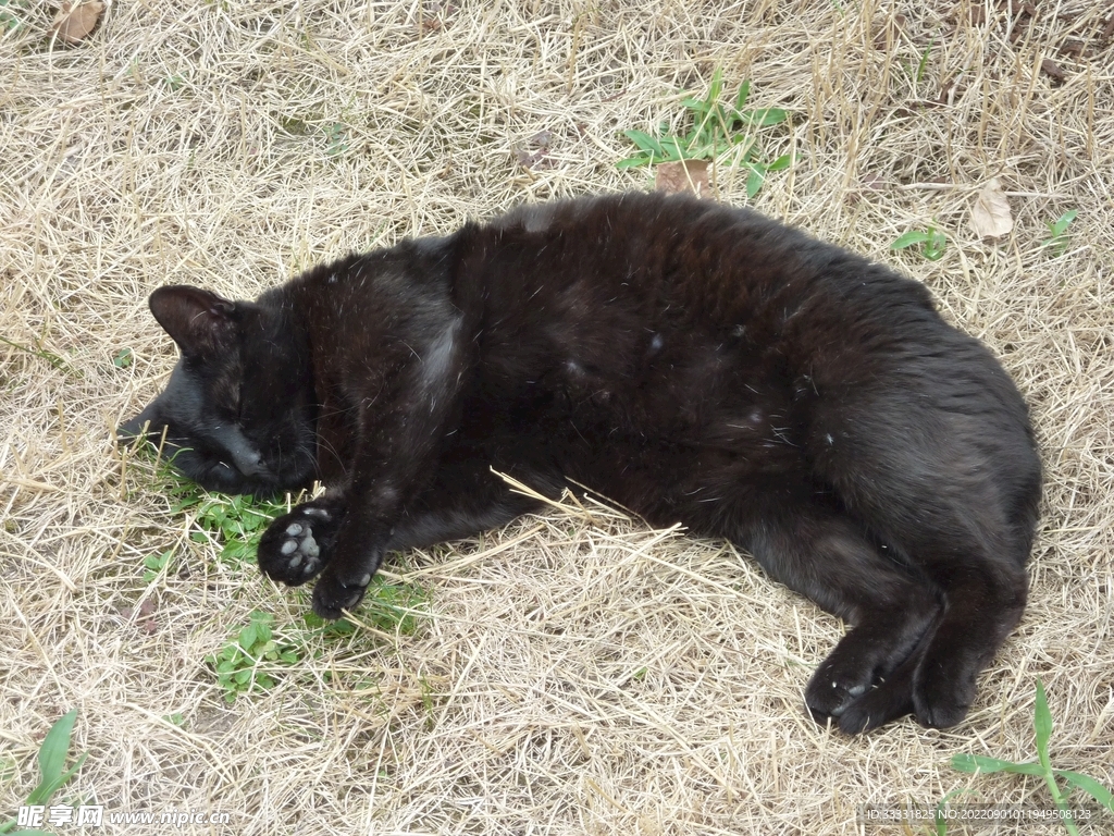 猫