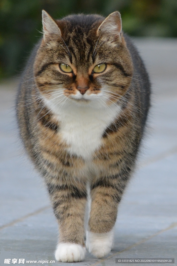 猫