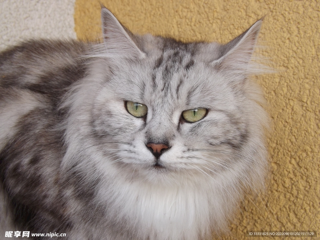 猫