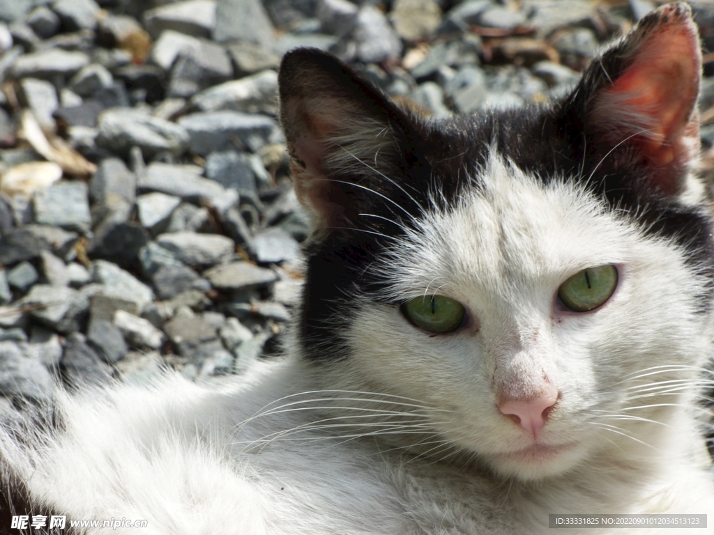 猫