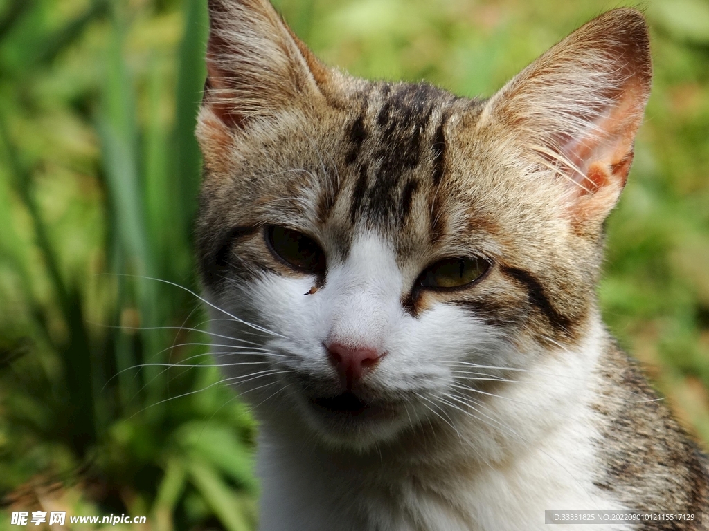猫