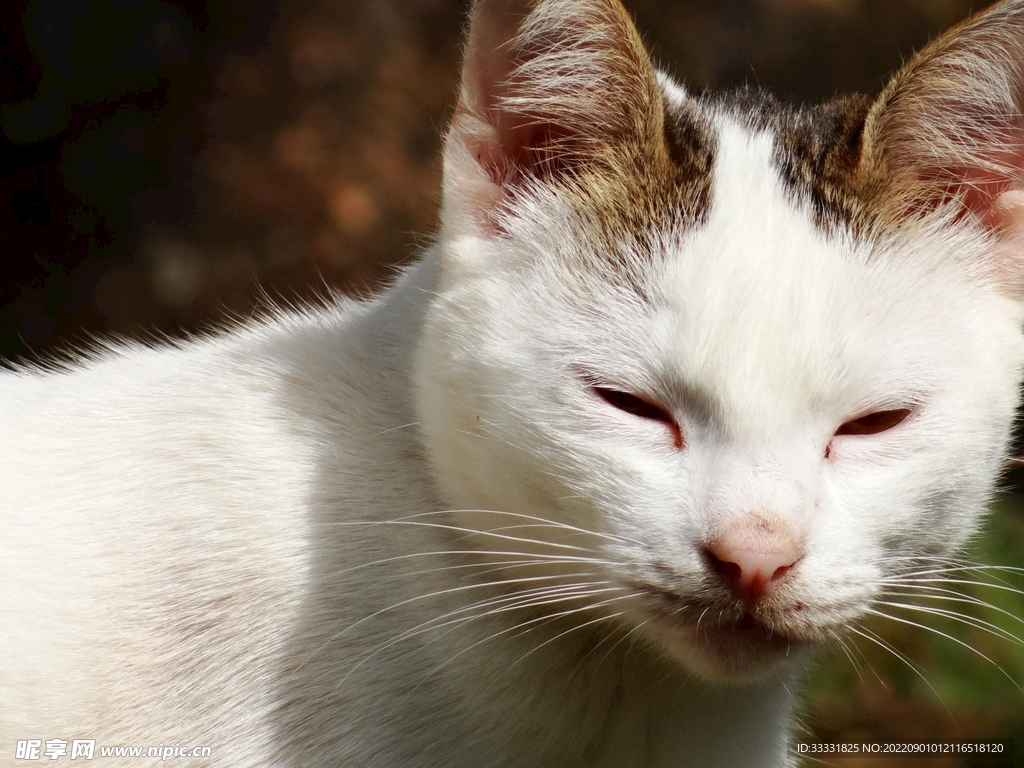 猫