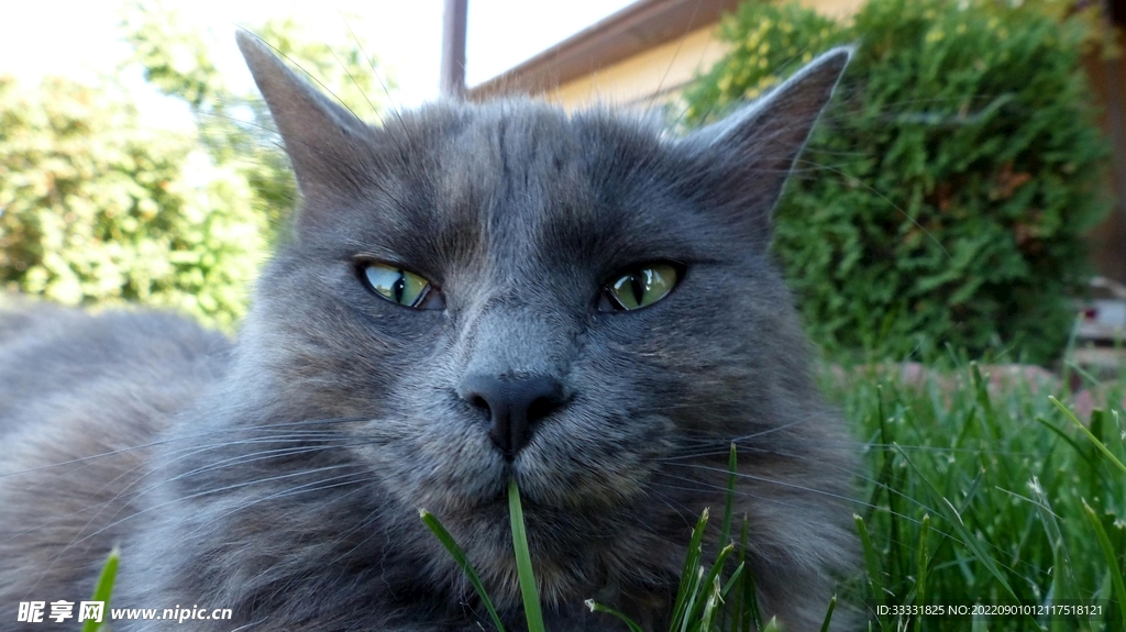 猫