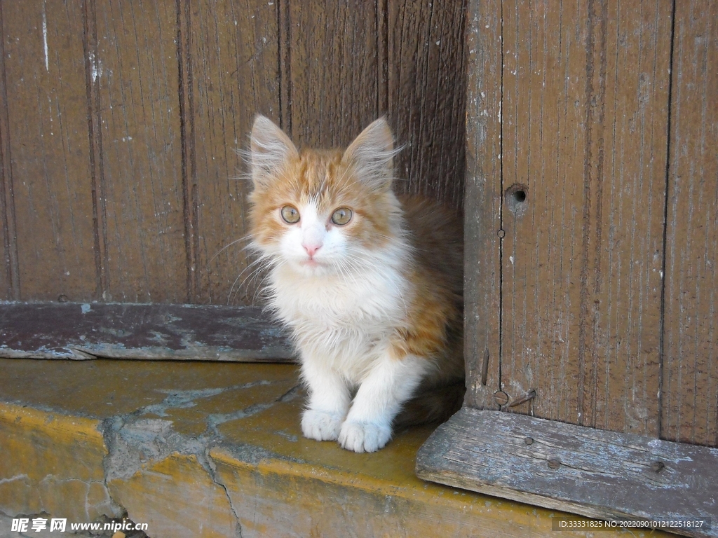 猫