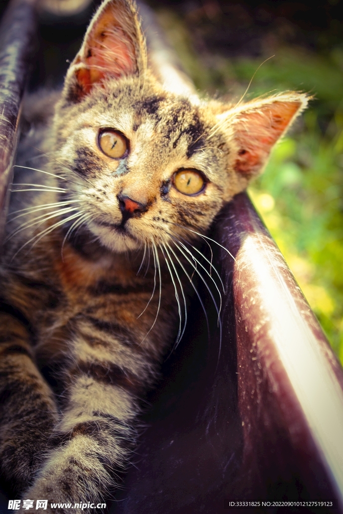 猫