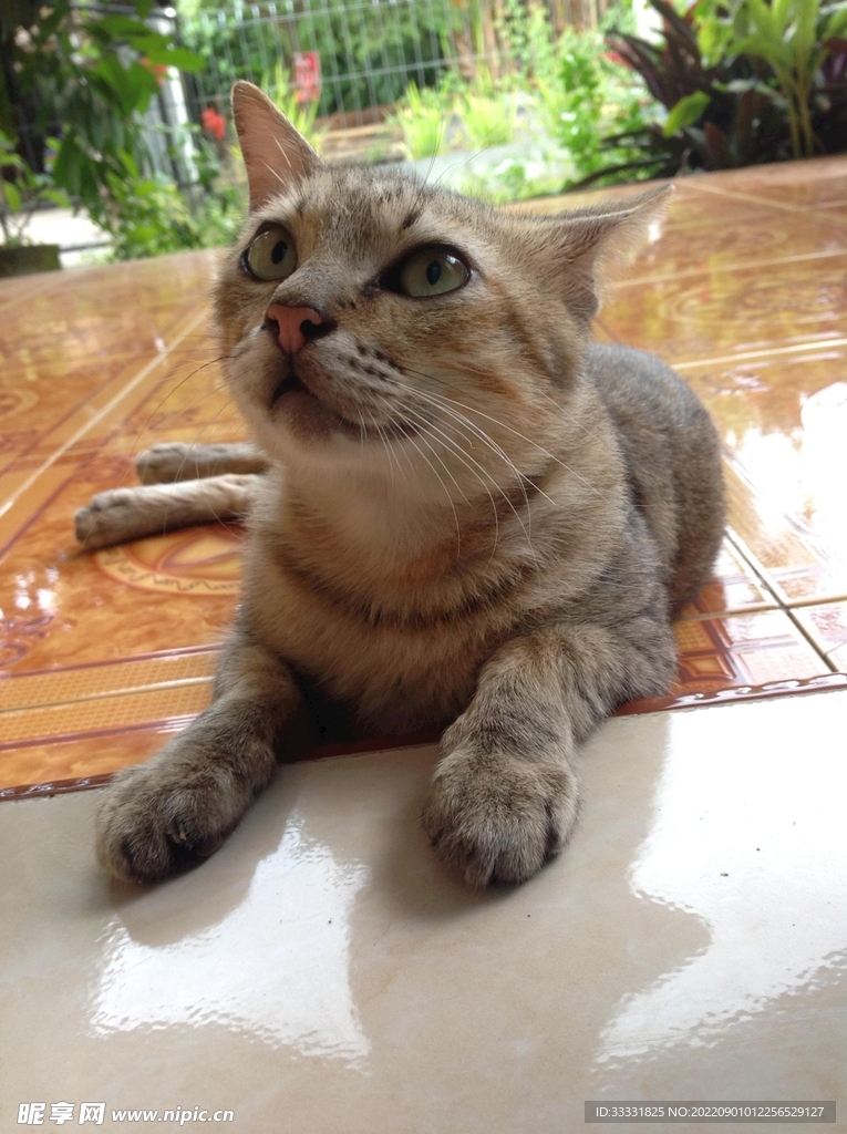 猫