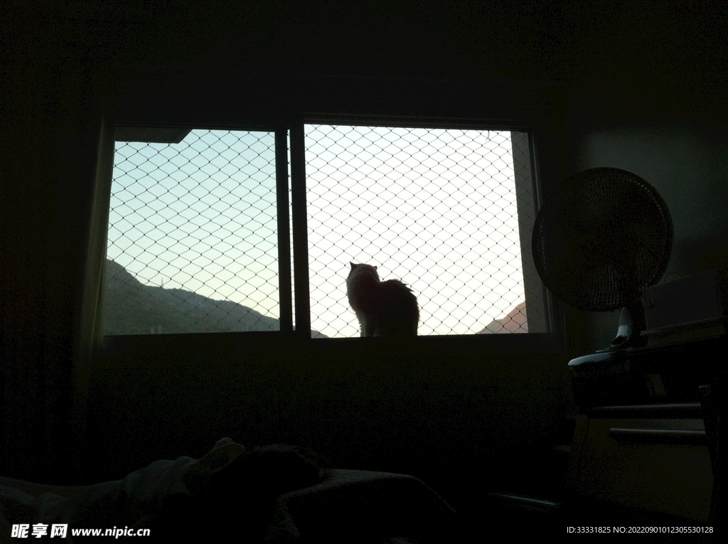猫