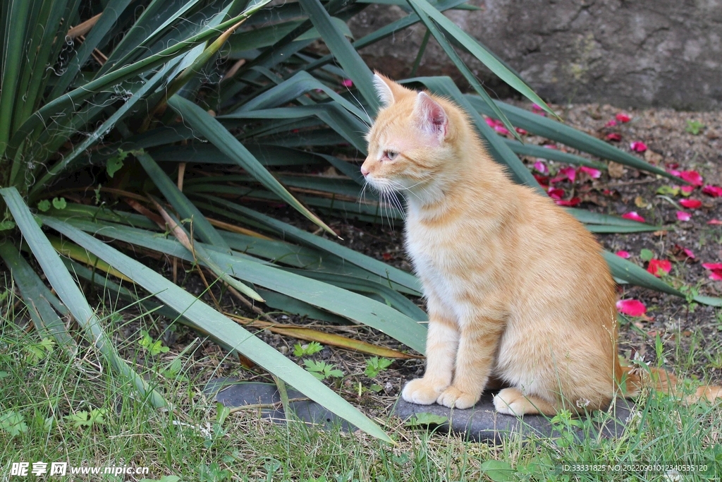 猫