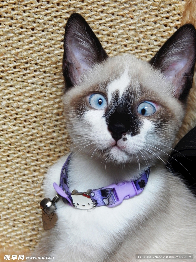 猫