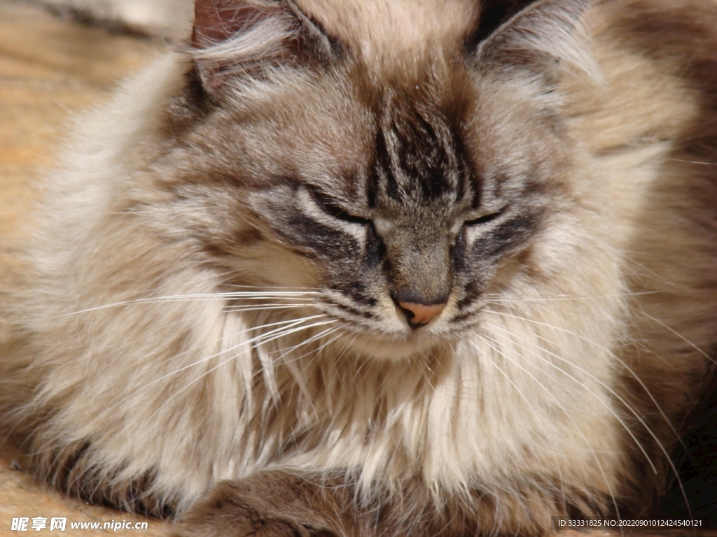 猫