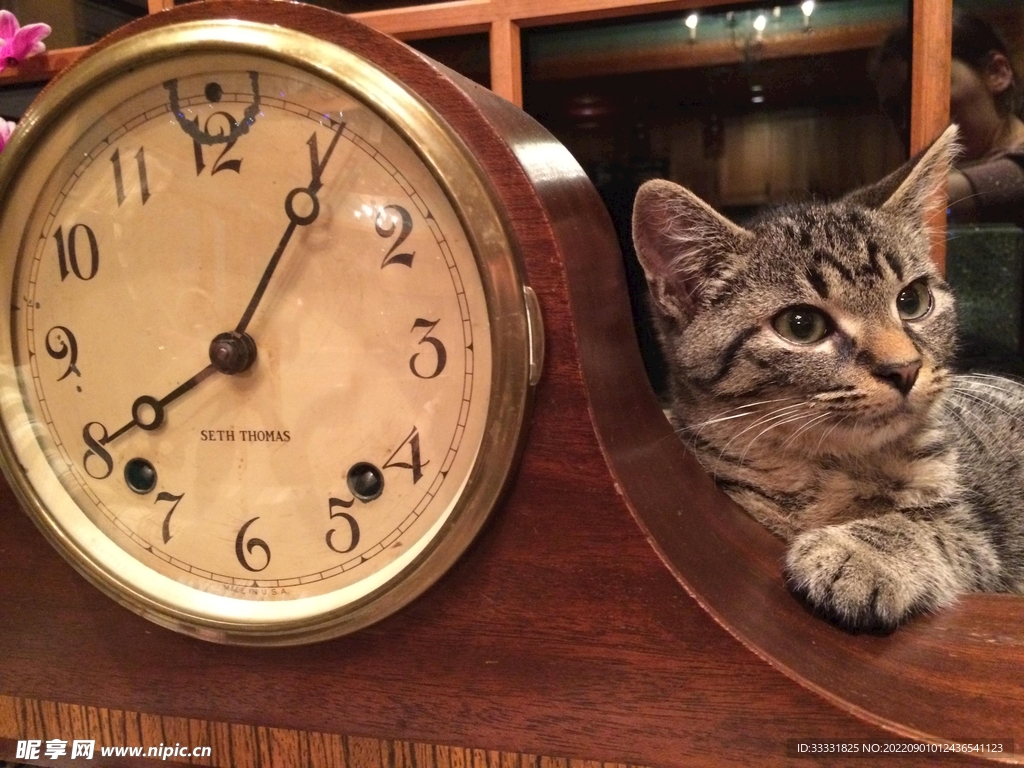猫