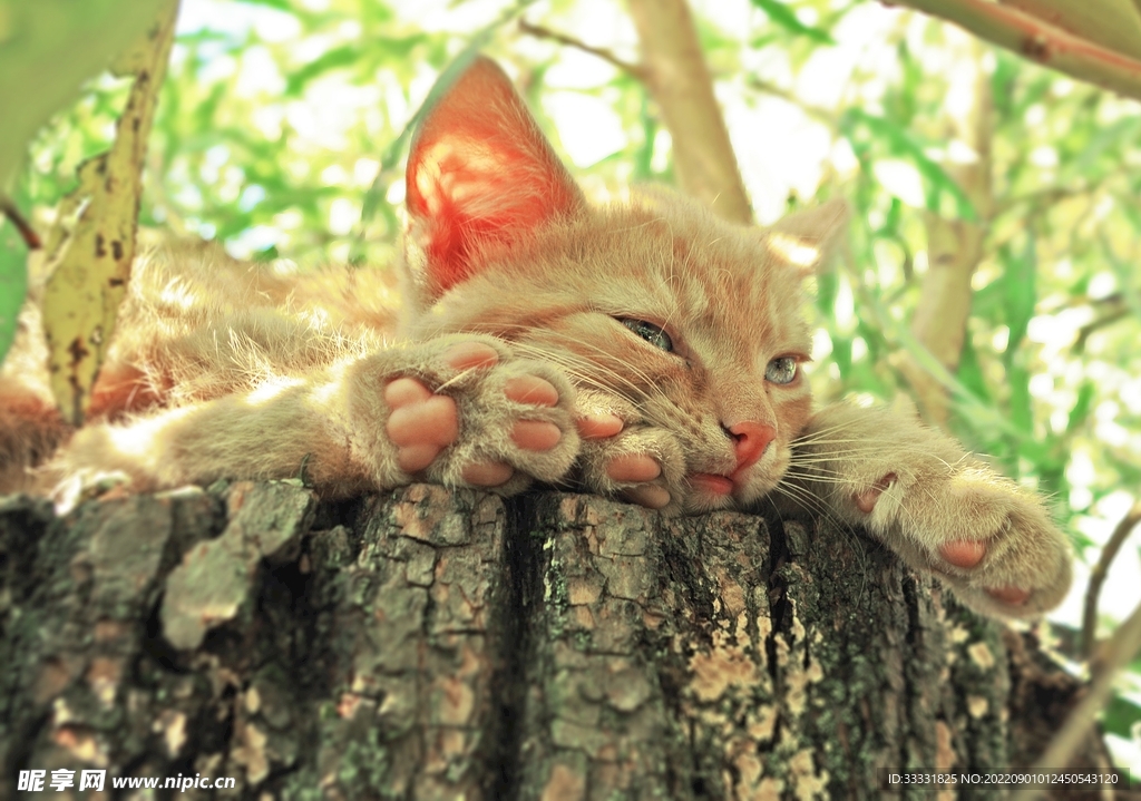 猫