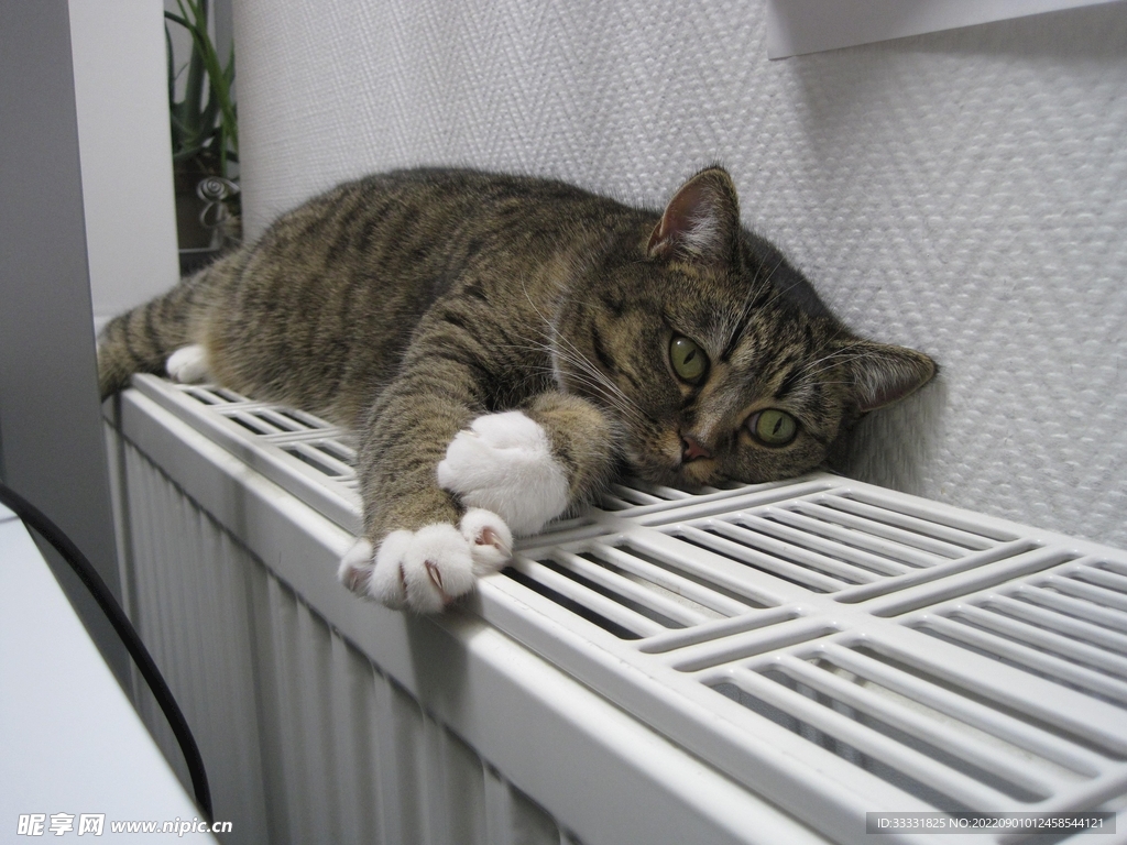 猫