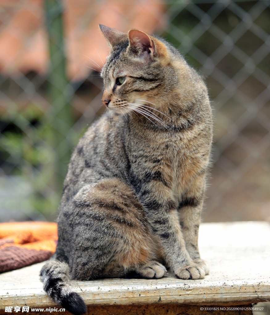 猫