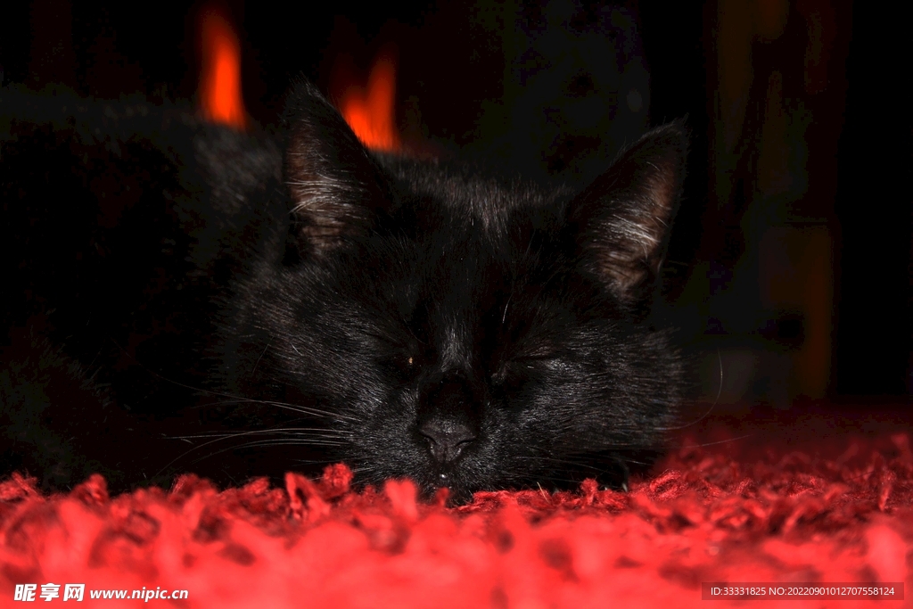 猫