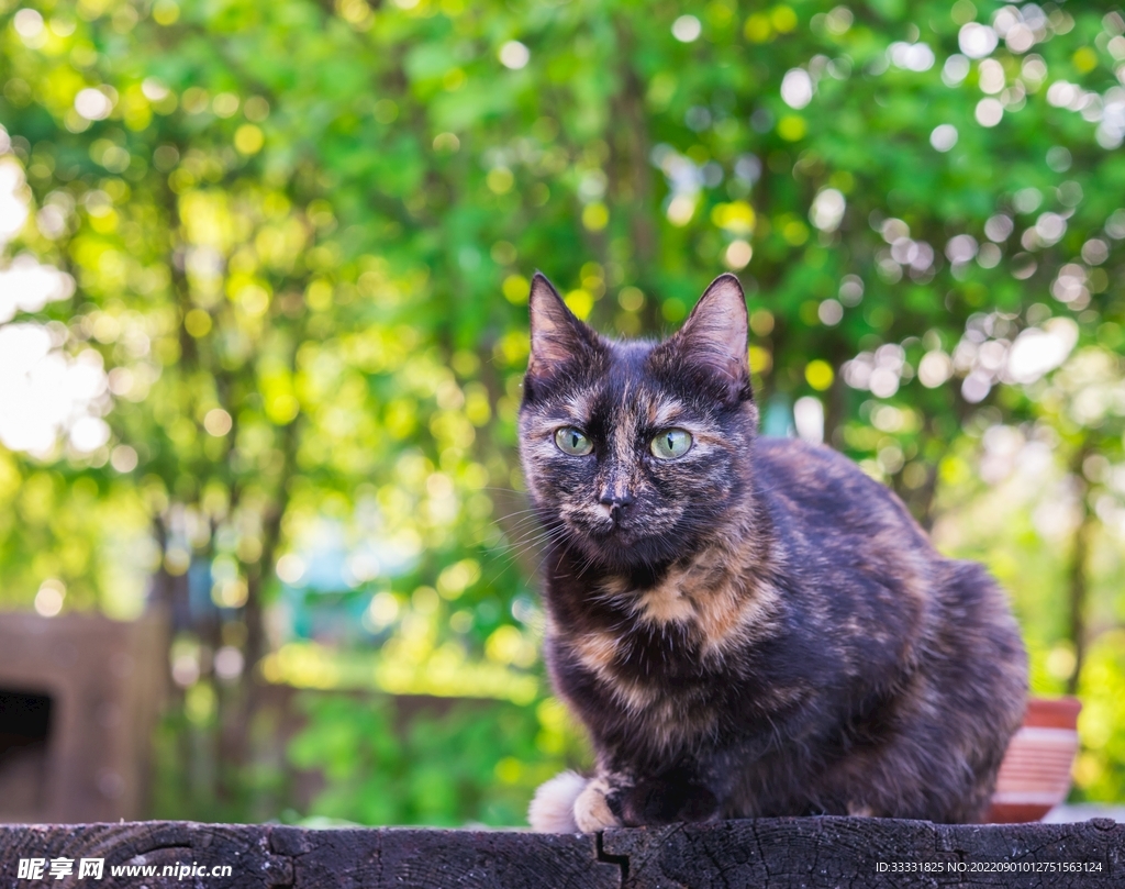 猫