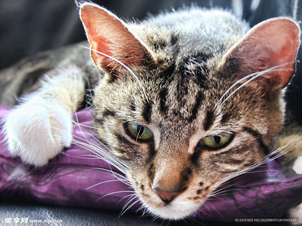 猫