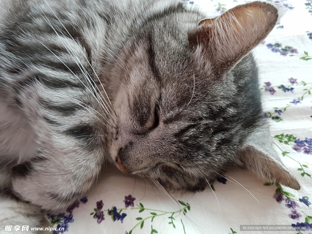 猫
