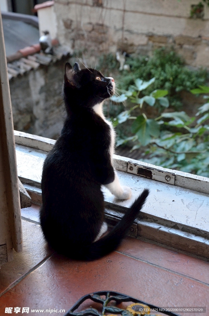 猫