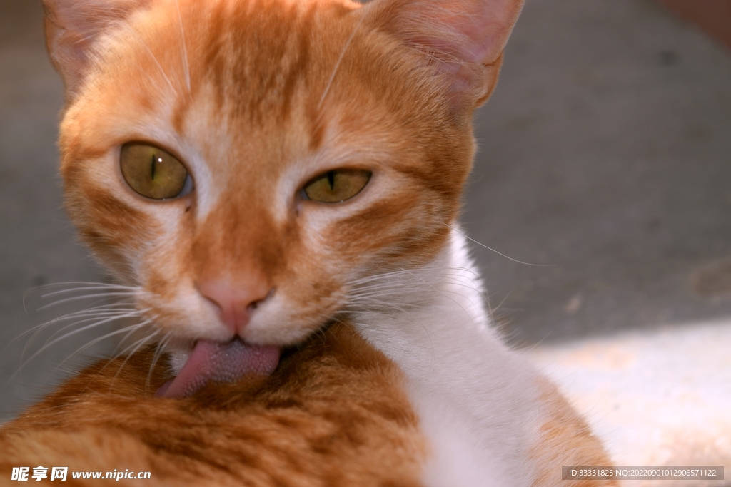 猫