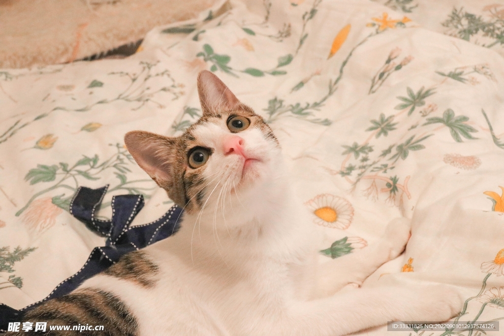 猫