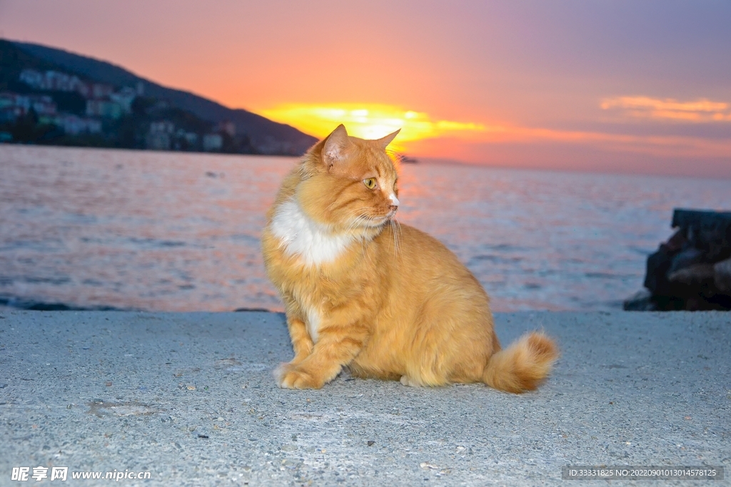 猫